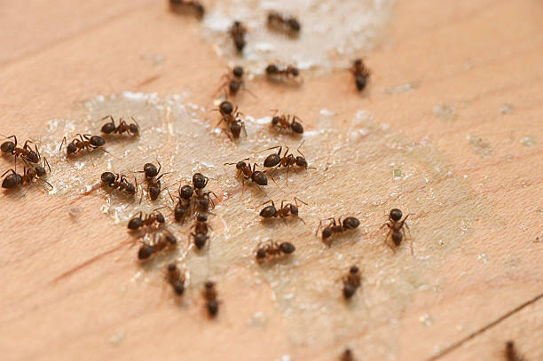 Best Bed Bug Extermination  in Pelion, SC